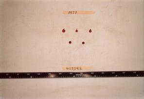 Click for 1 image(s) for this accession. FRUIT